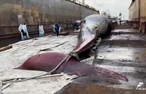 لاشه نهنگ غول‌پیکر ترافیک دریایی در ناپل را مختل کرد