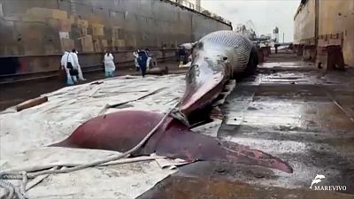 20 Meter langer Wal tot im Golf von Neapel entdeckt