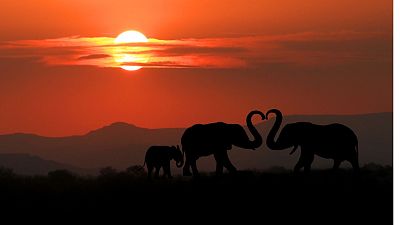 Elephants walk at dusk