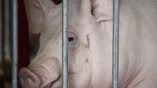 Çin, dünyanın en fazla domuz eti üretilen ve tüketilen ülkesi.