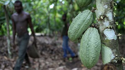 Bruxelles et Abidjan pensent au "cacao durable"