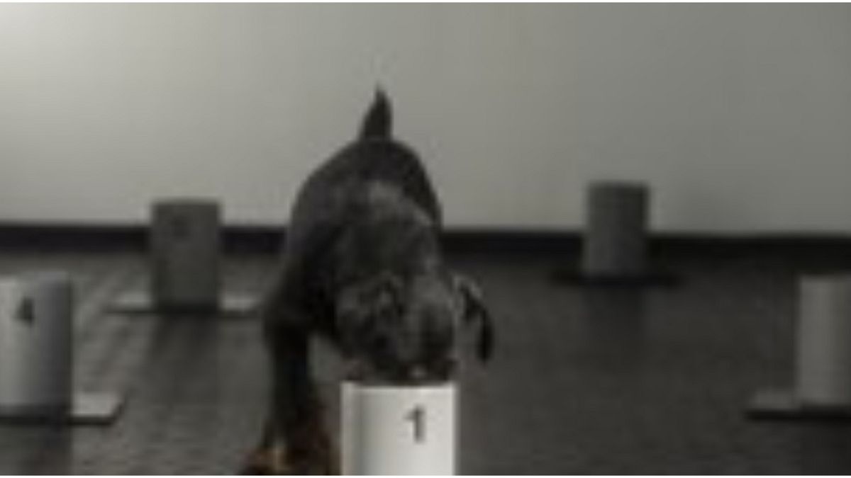 كلب يتدرب على شم فيروس كورونا