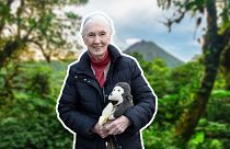 The Jane Goodall Institute stopped publishing photos of the legendary primatologist with monkeys last year, issuing similar guidance to the IUCN.
