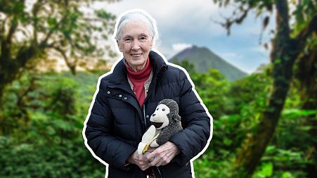 The Jane Goodall Institute stopped publishing photos of the legendary primatologist with monkeys last year, issuing similar guidance to the IUCN.