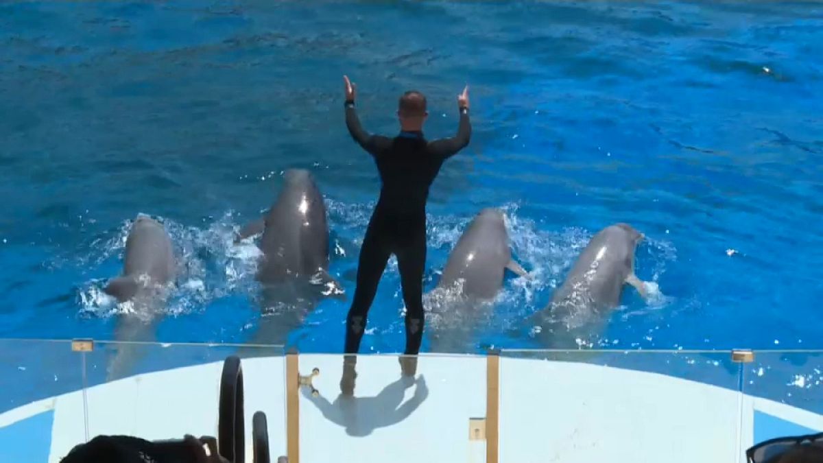 Шоу с дельфинами во Франции
