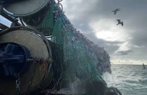 Brexit regrets for UK fishermen as catch values halve due to border delays