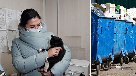 This cat had been rescued from a rubbish sorting facility in December, 2020