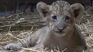 Cub conceived with African lion semen outdoored in Singapore