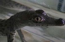 Baby crocodiles from endangered species born at zoo in Peru