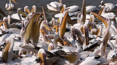 Senegal restricts public access to major park following deaths of 750 pelicans
