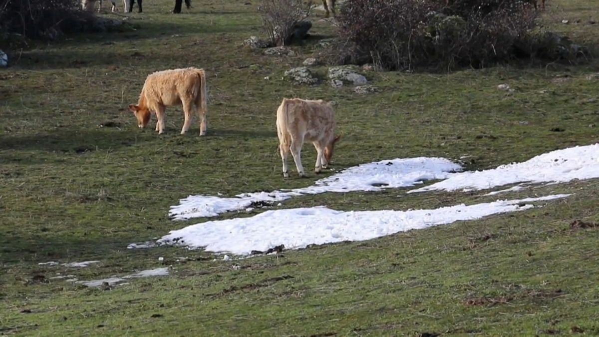 Cattle grazing in Madrid's countryside, January 2021