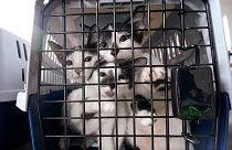 Katzen auf einem Tierrettungsflug in den USA (Oktober 2020)