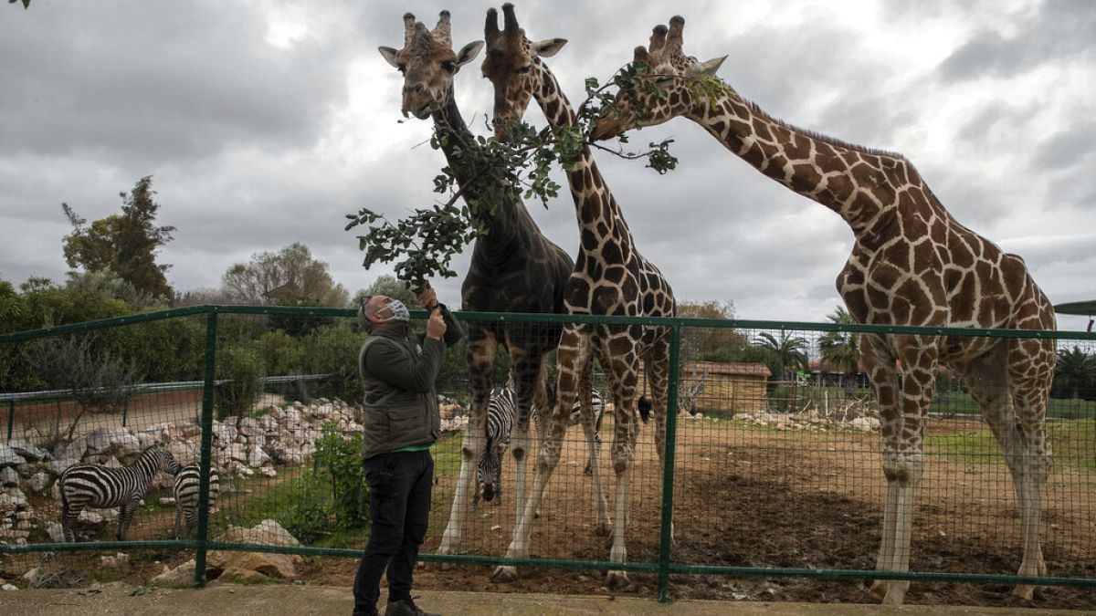 Zoo curator Adonis Balas feeds three giraffes at the Attica Zoological Park in Spata, near Athens