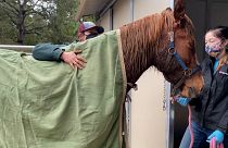 Horse brought back to facility for care