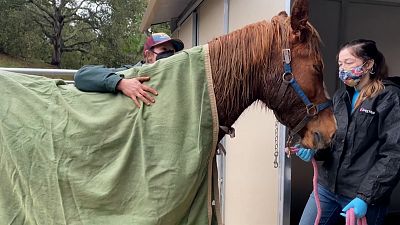 Horse brought back to facility for care