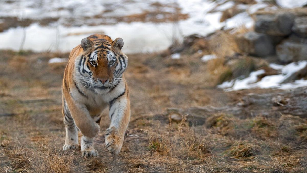 Tiger - Symbolbild
