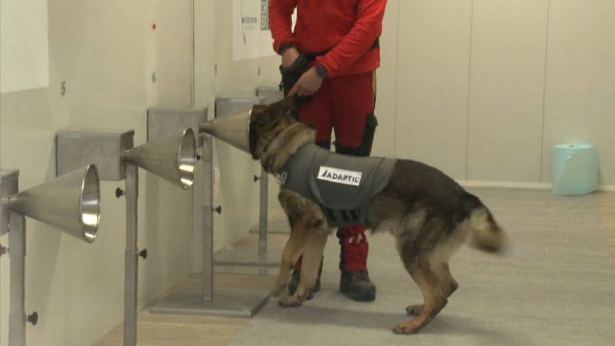 تدربت الكلاب في فرنسا على اكتشاف فيروس كورونا في عرق الإنسان