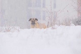 Kosovarischer Straßenhund