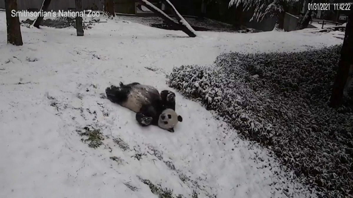 Uno de los pandas del zoo de Washington jugando en la nieve