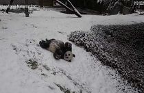 Uno de los pandas del zoo de Washington jugando en la nieve