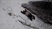 Pandas brincalhões na neve de Washington