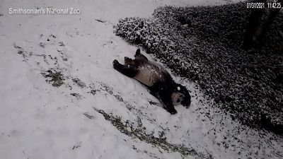 Dem Schnee sei Dank! Viel Spaß auf der Panda-Rutsche