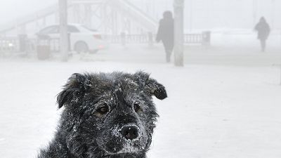 Fázós Kutya Jakutszkban 2021. január 16-án