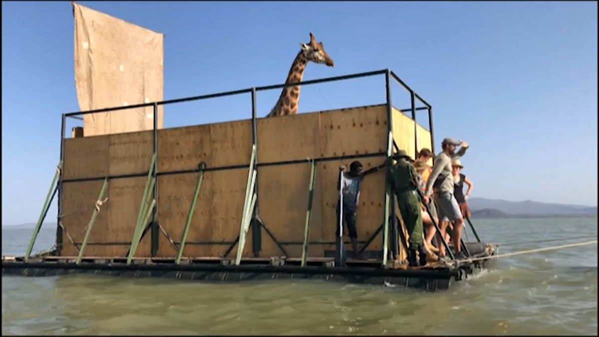 Giraffe auf dem Floß