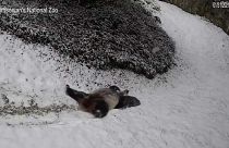 Panda do zoo Smithsonian brinca na neve