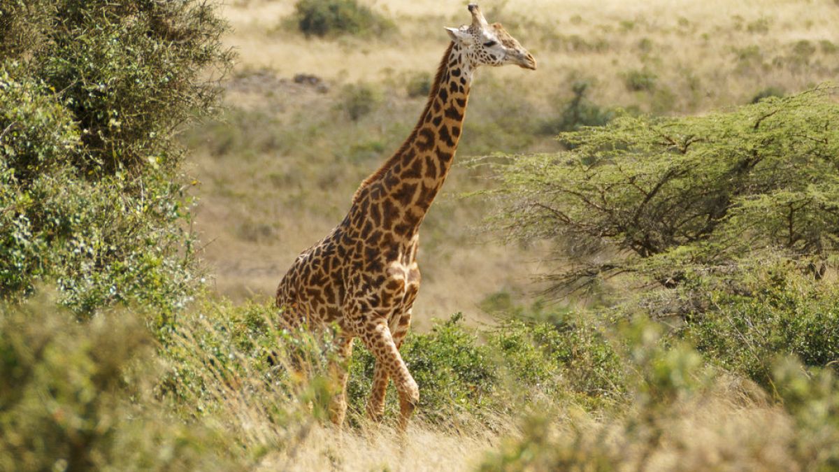 Καμηλοπάρδαλη στην Κένυα (φωτογραφία αρχείου)