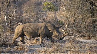 Afrique du Sud : le coronavirus protège les rhinocéros