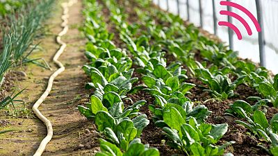 Le piante potrebbero essere utilizzate per rilevare inquinamento e siccità in arrivo