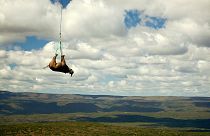  A tranquillised black rhino is suspended from a helicopter in the Eastern Cape province, South Africa.