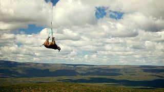  A tranquillised black rhino is suspended from a helicopter in the Eastern Cape province, South Africa. 