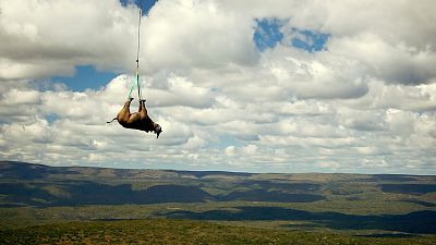A tranquillised black rhino is suspended from a helicopter in the Eastern Cape province, South Africa. A tranquillised black rhino is suspended from a helicopter in the Eastern Cape province, South Africa.