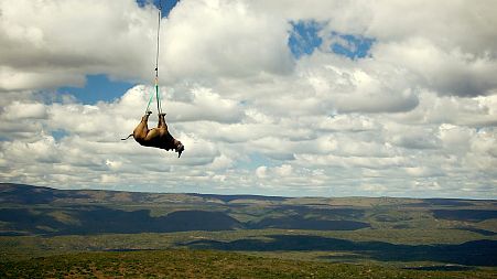  A tranquillised black rhino is suspended from a helicopter in the Eastern Cape province, South Africa.