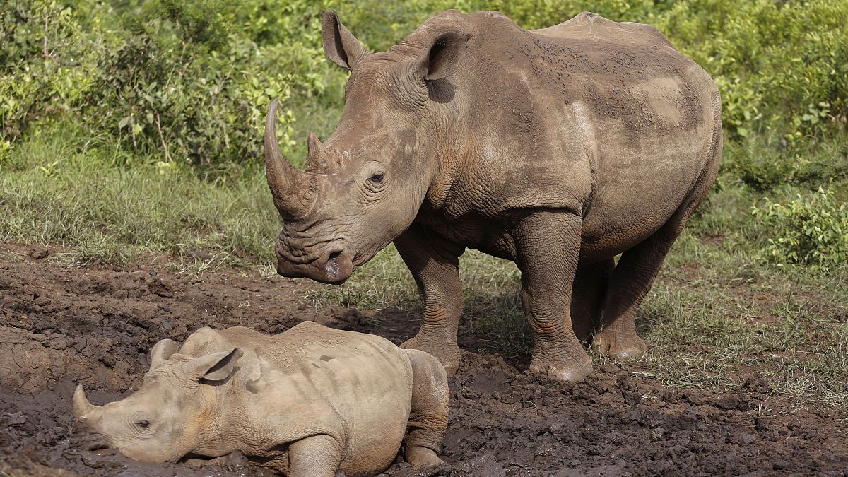 Rinocerontes na África do Sul
