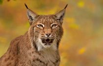 A group of three charities is consulting the public about the reintroduction of the Eurasian Lynx.