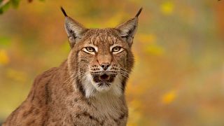 A group of three charities is consulting the public about the reintroduction of the Eurasian Lynx.