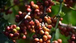 Aided by good weather, Uganda coffee exports surge in 2020