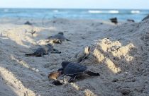 Baby green turtles makes their way to the sea on Tiwi Beach in Kenya