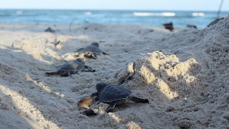 Baby green turtles makes their way to the sea on Tiwi Beach in Kenya