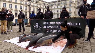 شاهد: مجموعة بيئية تعرض دلافين نافقة أمام البرلمان الفرنسي