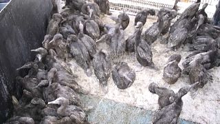 Afrique du Sud : sauvetage massif de cormorans