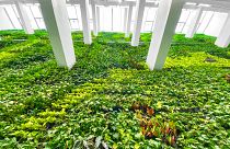 The wall of plants covers over 6,000 square ft and features a water recycling mechanism