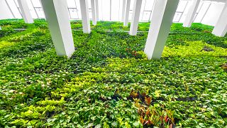 The wall of plants covers over 6,000 square ft and features a water recycling mechanism