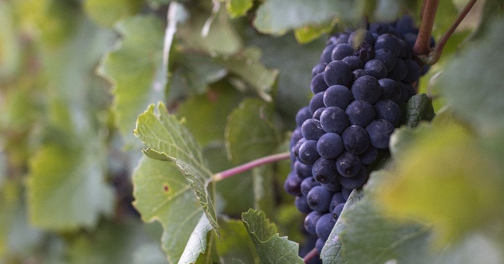L’industrie viticole sud-africaine affectée par la Covid-19
