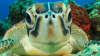 Sea turtle