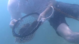 شاهد: بالحصى و"اليدا"...كيف يتم استخراج اللؤلؤ عن طريق الغوص التقليدي في ساحل دبي