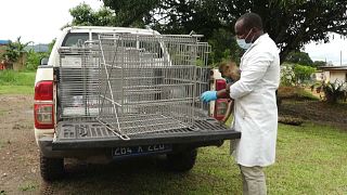 Gabon : des singes en captivité remis à l'état sauvage